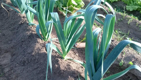 Puerros en una huerta