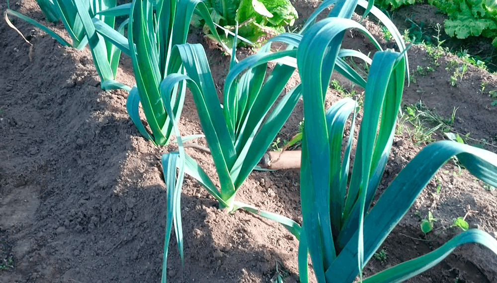 Puerros en una huerta