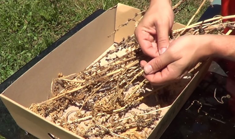 Espinaca, un cultivo fácil y nutritivo para sembrar en febrero