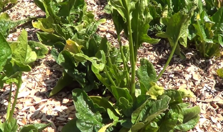 Espinaca, un cultivo fácil y nutritivo para sembrar en febrero