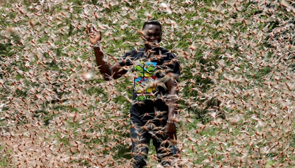 plaga de langostas en Kenia