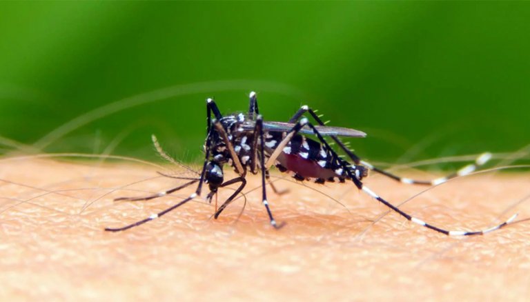 dengue