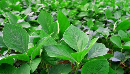 cultivo soja