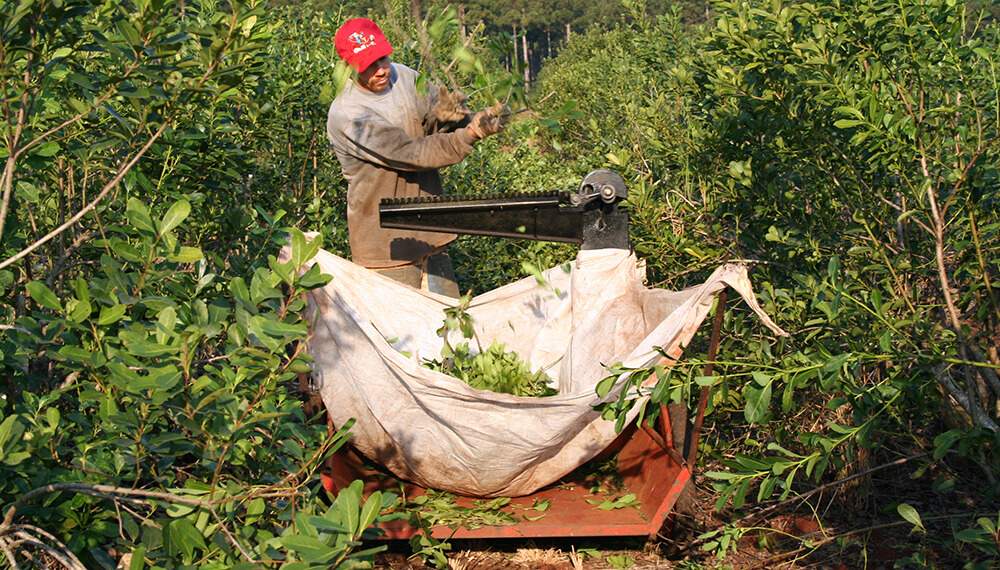 trabajador rural podando yerbal