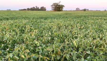 Clima - Soja - Afectada por la falta de humedad