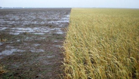 cultivo de cobertura