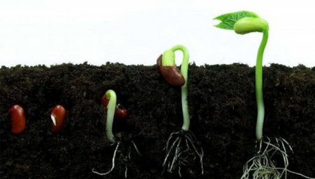 germinación de semilla