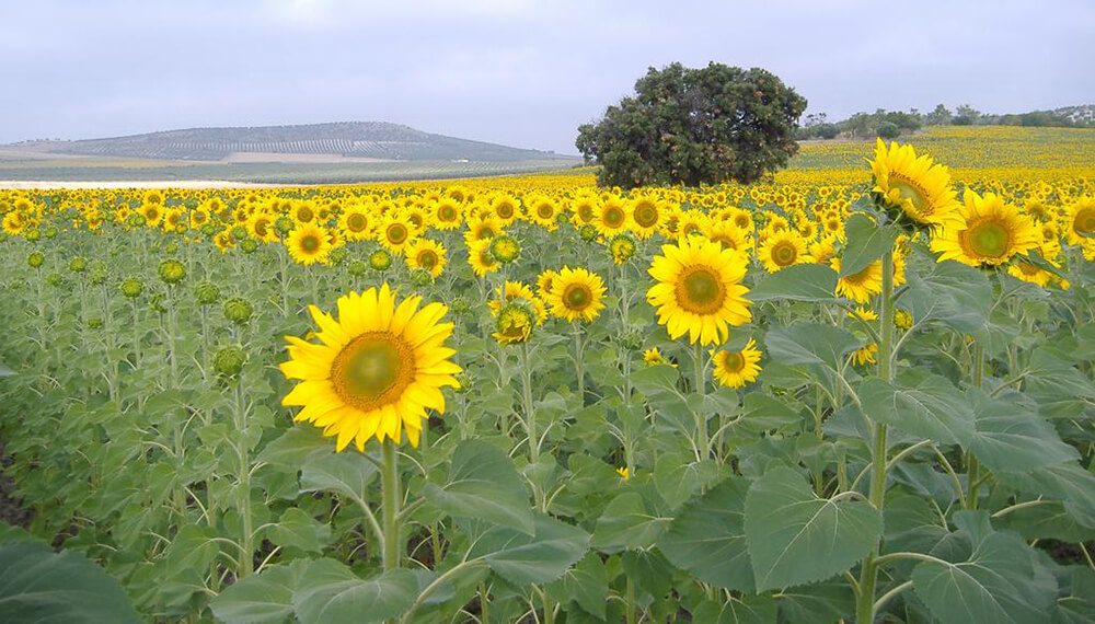 cultivo de girasol