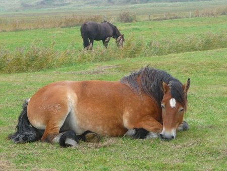 caballo-durmiendo