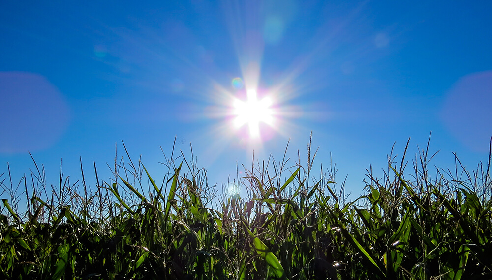 sol sobre cultivo de maíz
