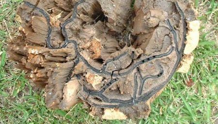 tronco dañado por el bicho taladro