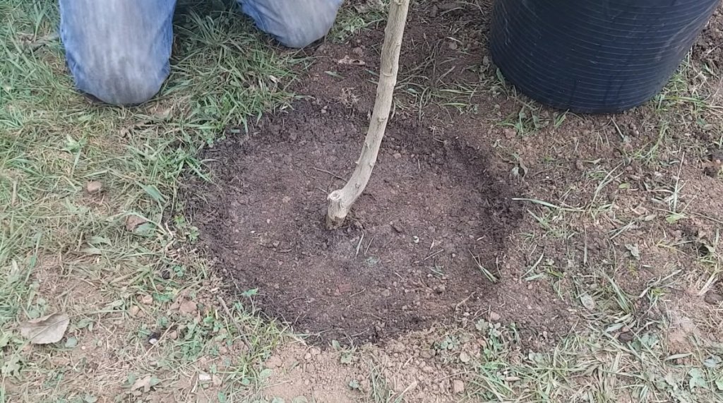 Infocampo Las claves para plantar un limonero y protegerlo de las heladas