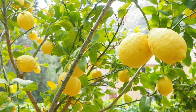 Cómo y cuando plantar un limonero