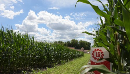 lg semillas infocampo