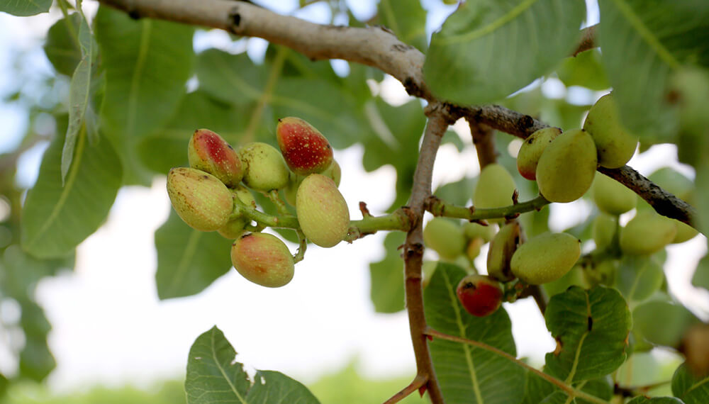 árbol de pistacho