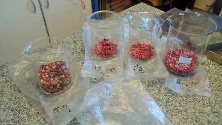 Pistacho: el INTA logr&oacute; la primera polinizaci&oacute;n artificial para obtener semillas h&iacute;bridas