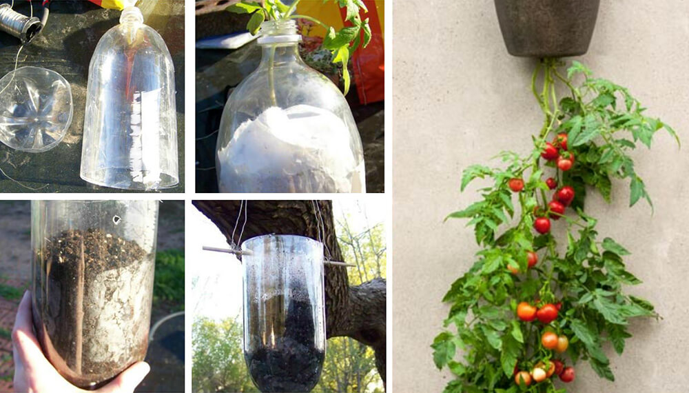 Articulación Tratar Corchete Plantar tomates en botellas de plástico colgantes, la solución para el poco  espacio