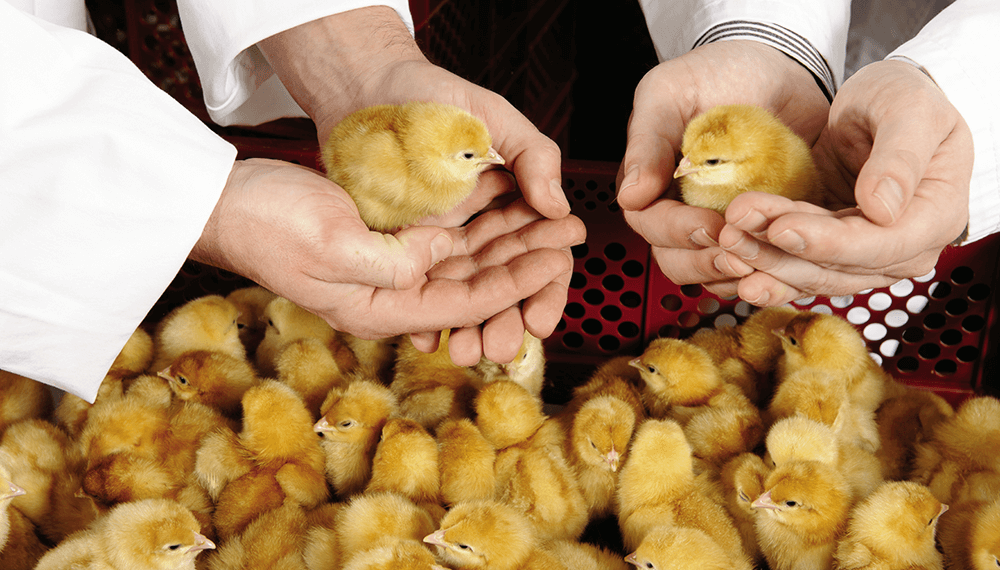 reducir hilo Decaer Las recomendaciones para reducir la ventana de nacimiento y mejorar el  rendimiento de pollitos