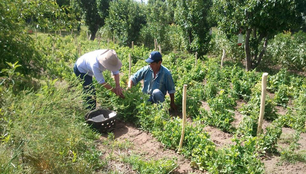 Horticultores