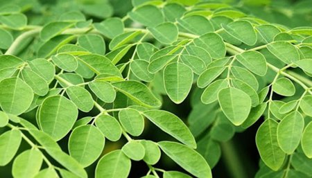 hojas de moringa