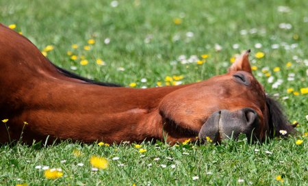 como duermen los caballos