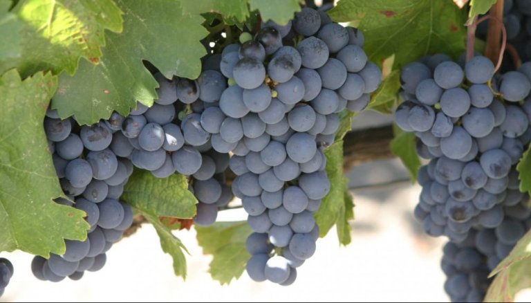 racimo malbec