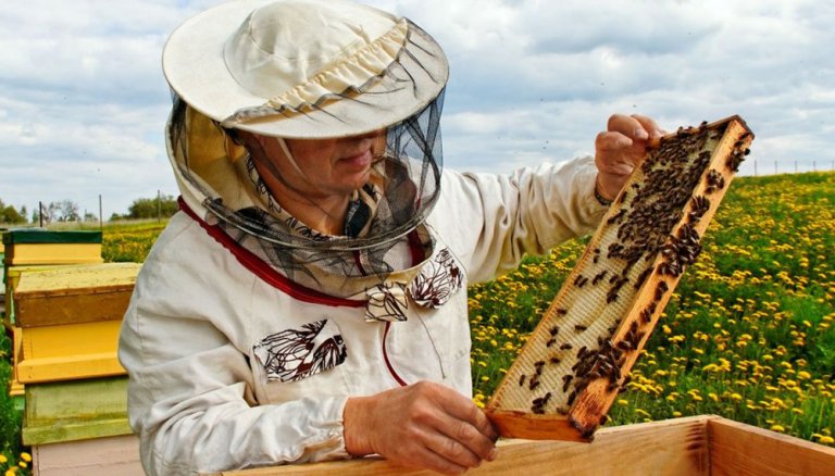 apicultura campo
