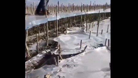 Maíz - Hielo - Viral