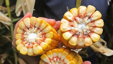 Maíz - Valle Irrigados - Río Negro