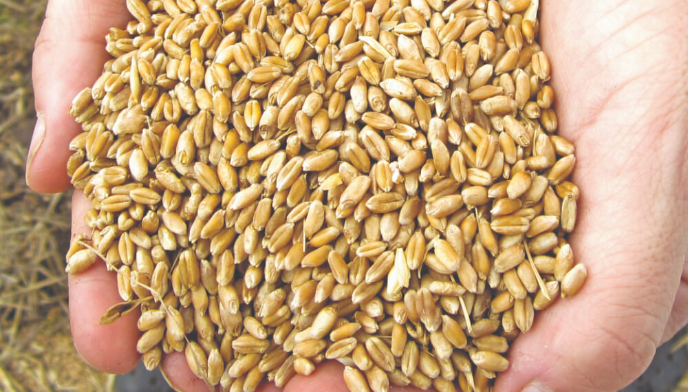 Trigo: una semilla tratada asegura rendimiento antes de la siembra