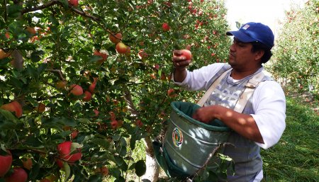 cosecha manzanas