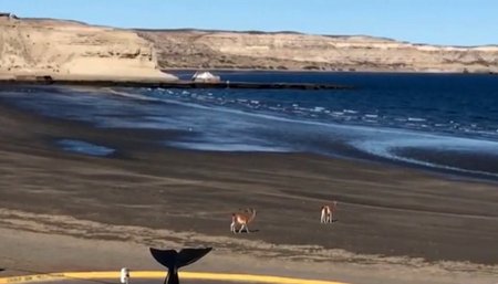guanacos en Puerto Pirámides, Chubut