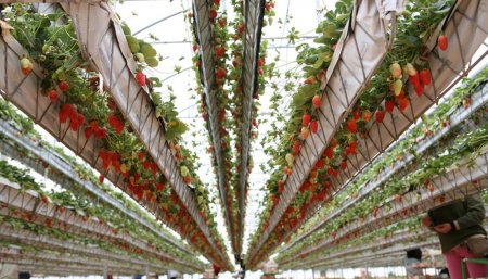 frutillas hidroponia