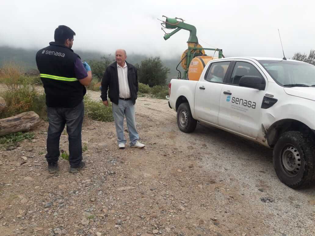 langostas senasa