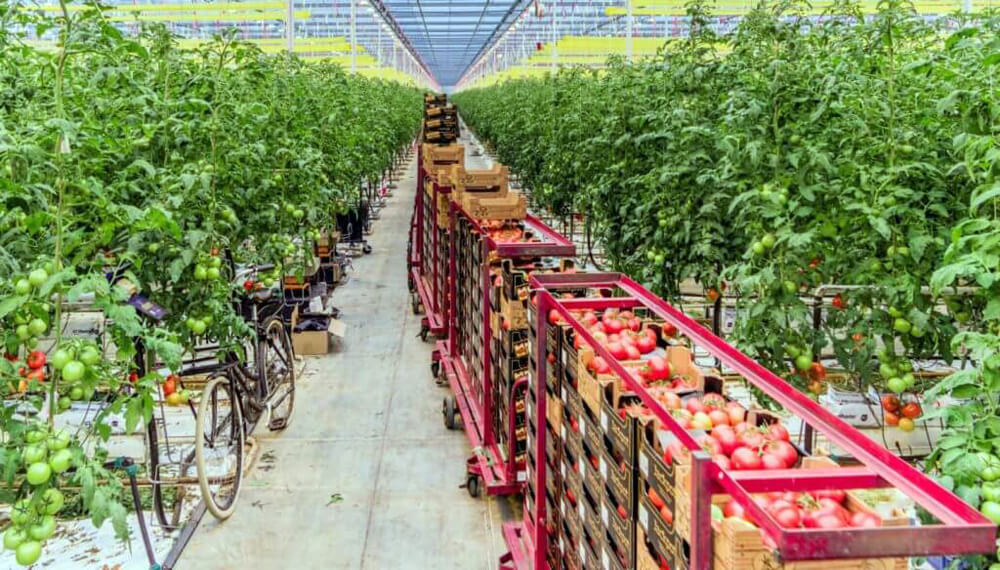 tomates holanda