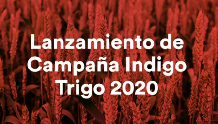 indigo ag trigo