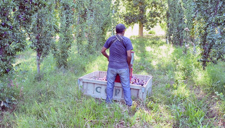 trabajador rural