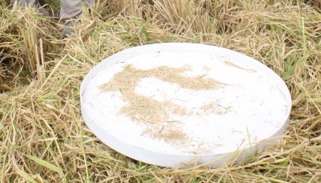 Arroz - Pérdida de cosecha