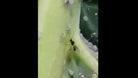 Biocontrolador - Avispita - Enemigo natural