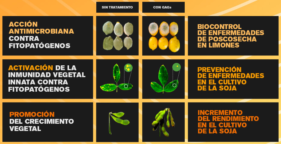 cuadro comparativo GAGs