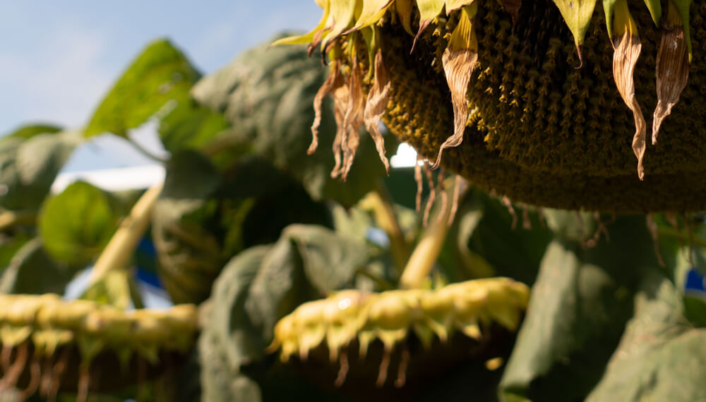 Luz amarilla: el girasol crece, pero lo hace con cada vez menos siembra directa