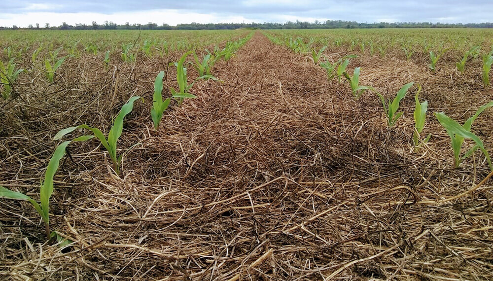 campo rastrojo maíz