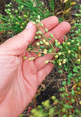 Qui&eacute;n es el productor que sembr&oacute; camelina por primera vez en Entre R&iacute;os y por qu&eacute; recomienda apostar al cultivo