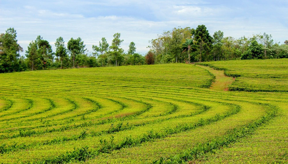 campo de te misiones