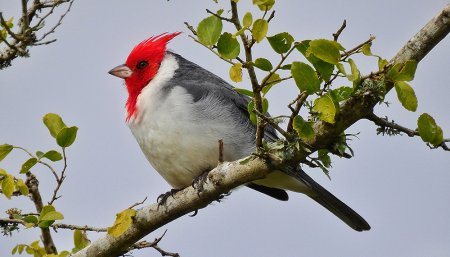 cardenal