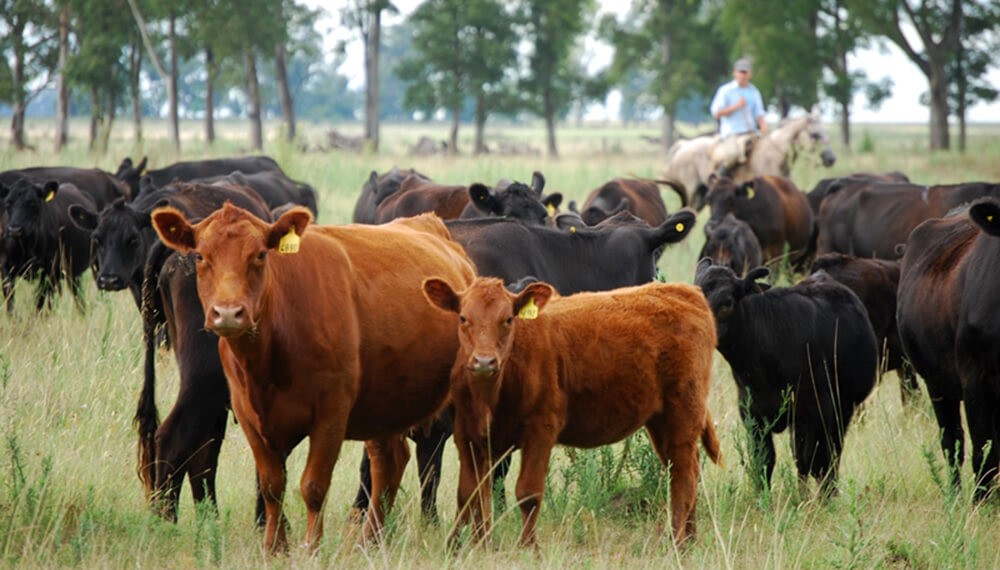 rodeo vacuno