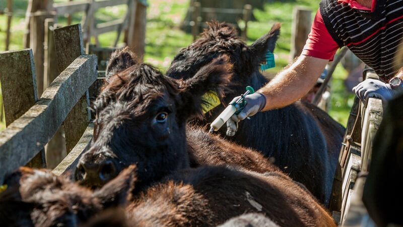 vacunando vacas en manga