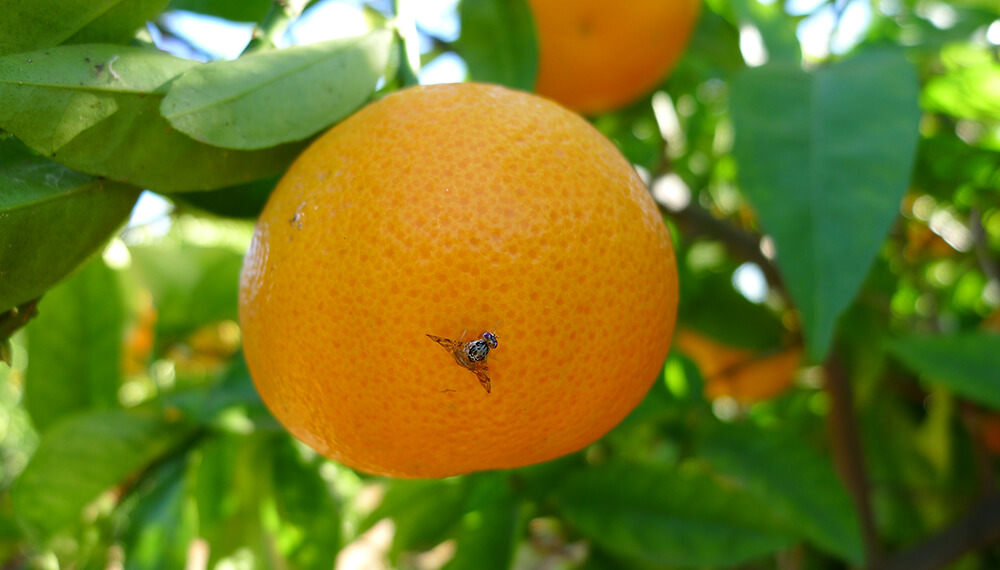 naranja con mosca de los frutos