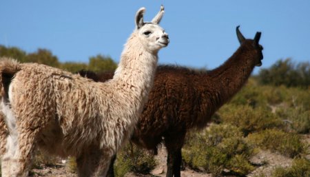 alpacas
