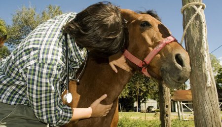 veterinario caballo